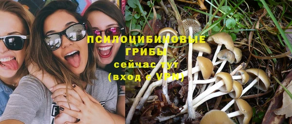 сатива Новодвинск